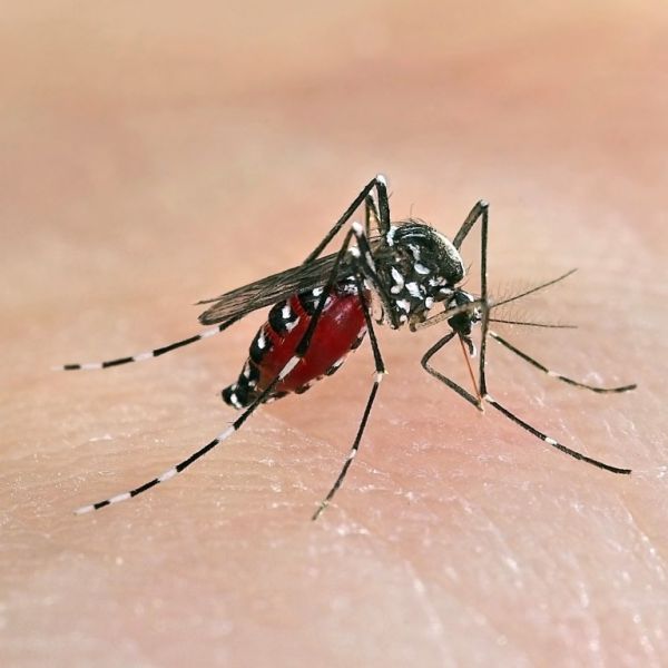 Muỗi vằn gây sốt xuất huyết