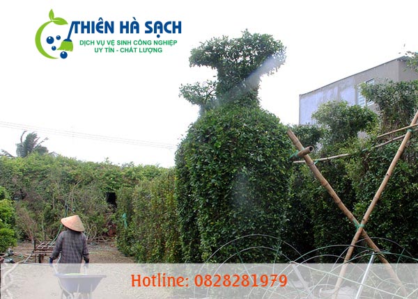 Dịch vụ chăm sóc cây xanh, cảnh quan tại Công ty Cây cảnh Hà Nội