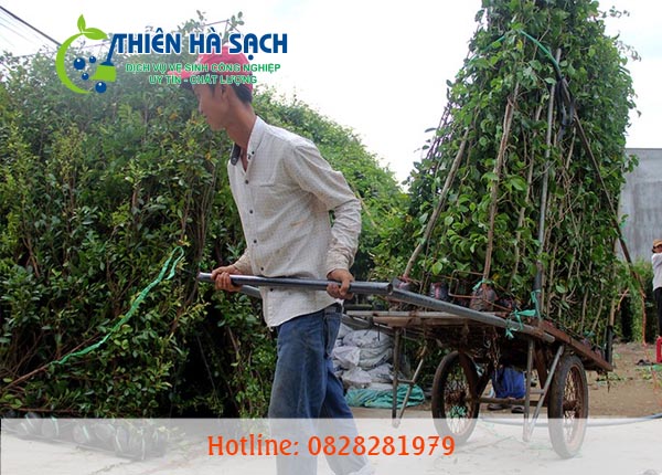 Dịch vụ chăm sóc cây xanh, cảnh quan tại Công ty cây xanh Việt Nam